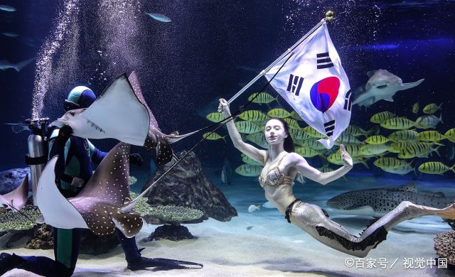 韩国美女扮演"美人鱼,与鲨鱼都在泳池里,令中国网民惊呆了
